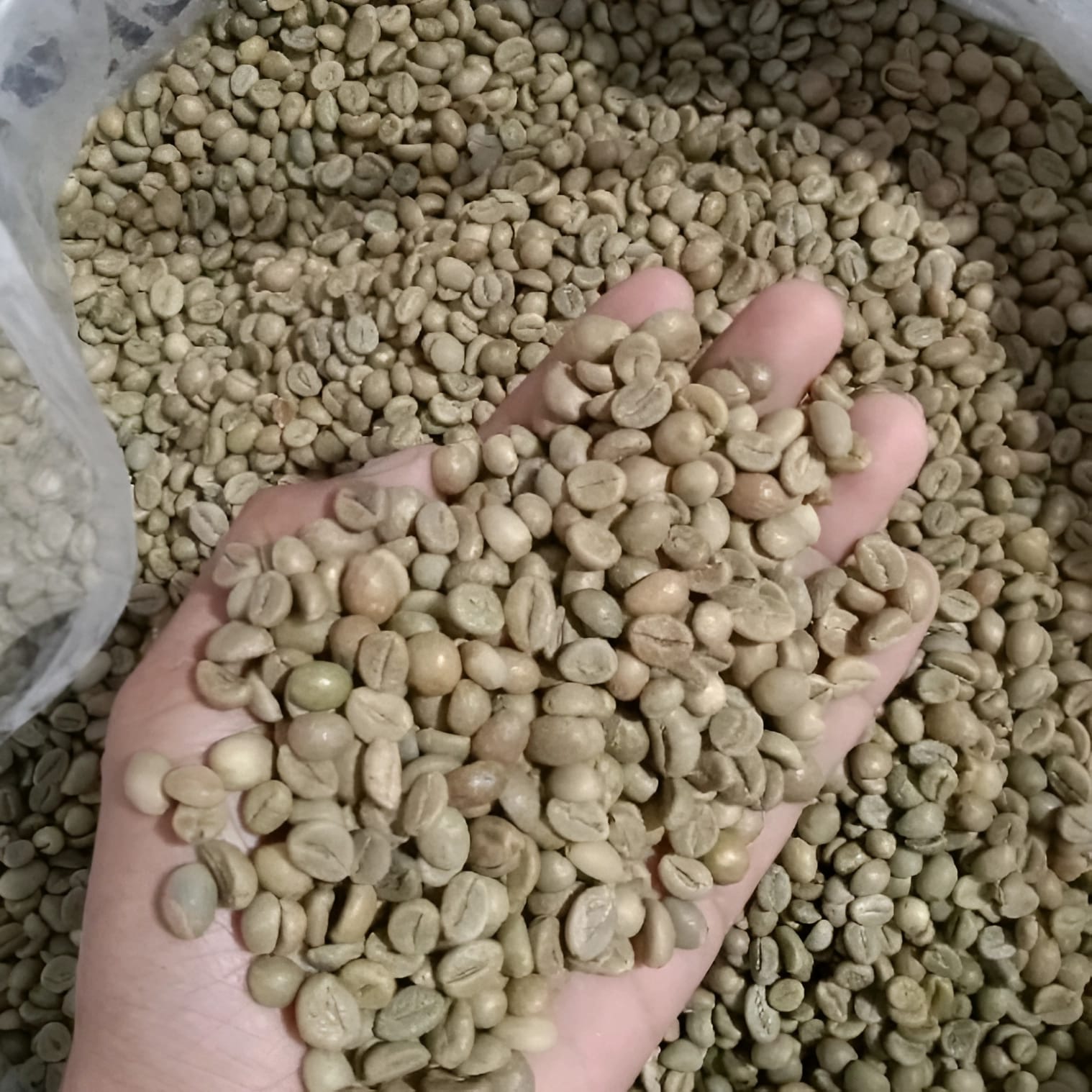 Robusta Natural